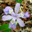 Iris cristata Abbey's Violet